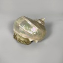 Conchiglie decorative, 1900-1990 ca.