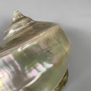 Conchiglie decorative, 1900-1990 ca.