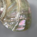 Conchiglie decorative, 1900-1990 ca.