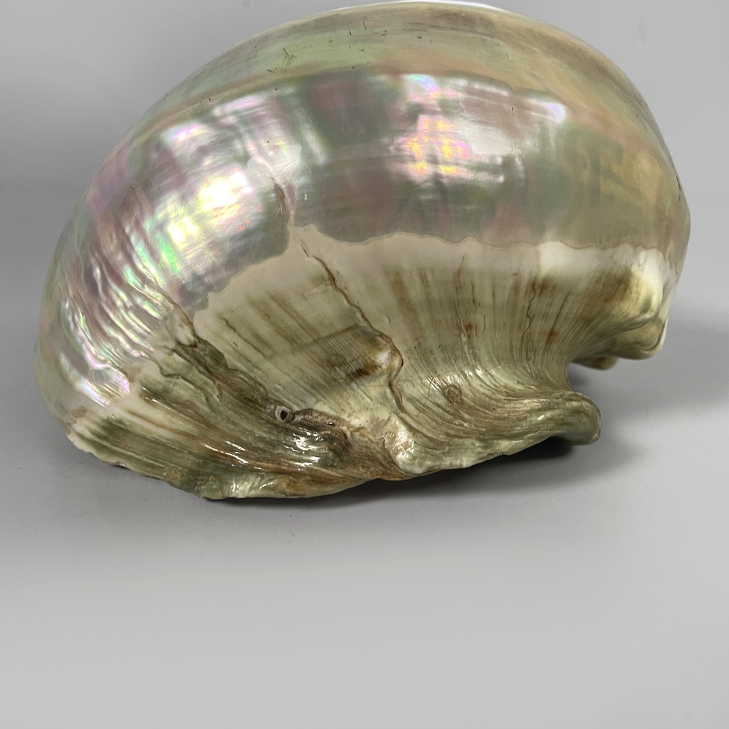 Conchiglie decorative, 1900-1990 ca.