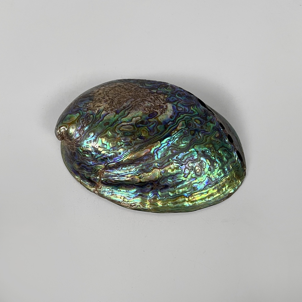 Conchiglie decorative, 1900-1990 ca.