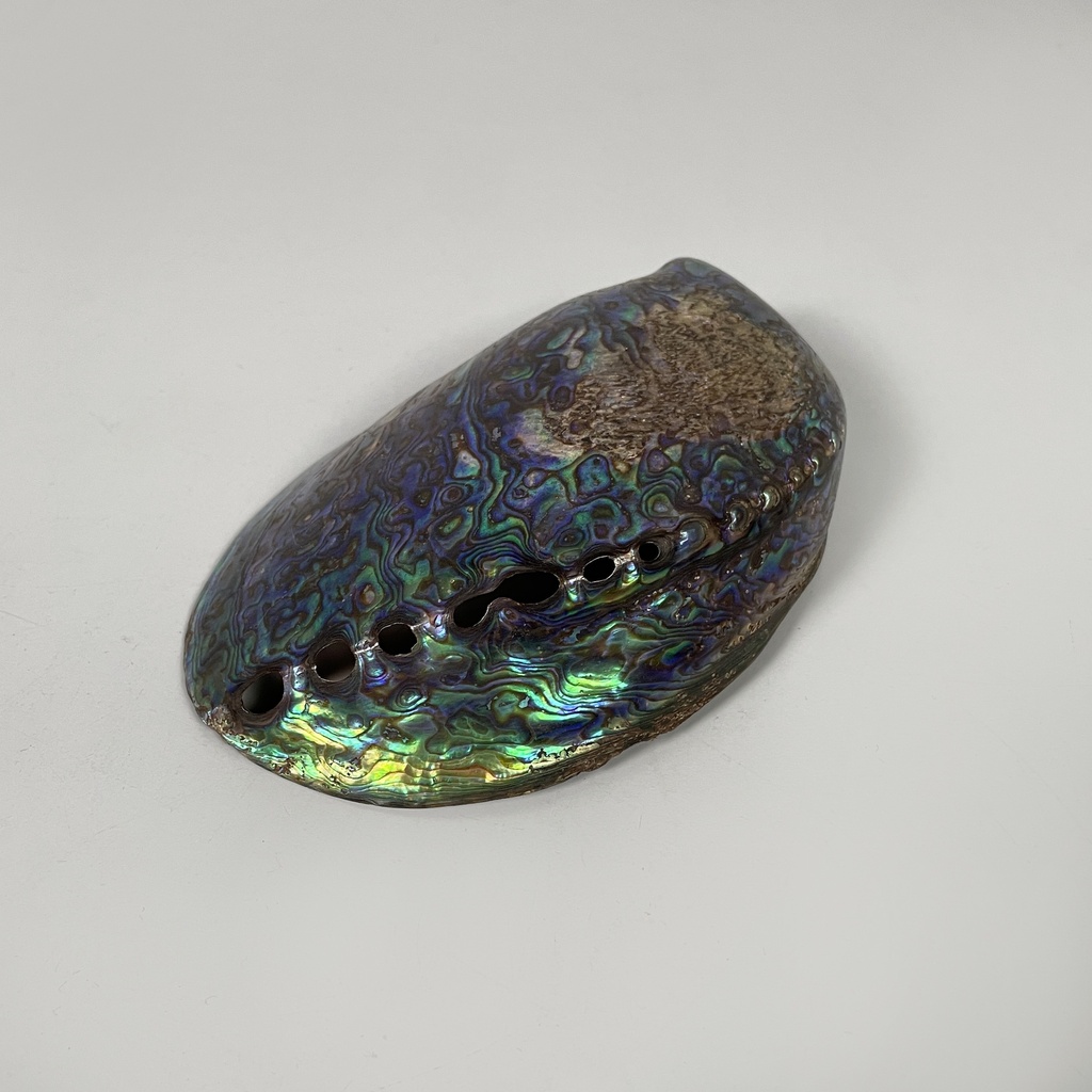 Conchiglie decorative, 1900-1990 ca.