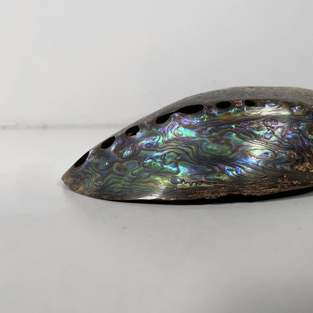 Conchiglie decorative, 1900-1990 ca.