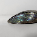 Conchiglie decorative, 1900-1990 ca.