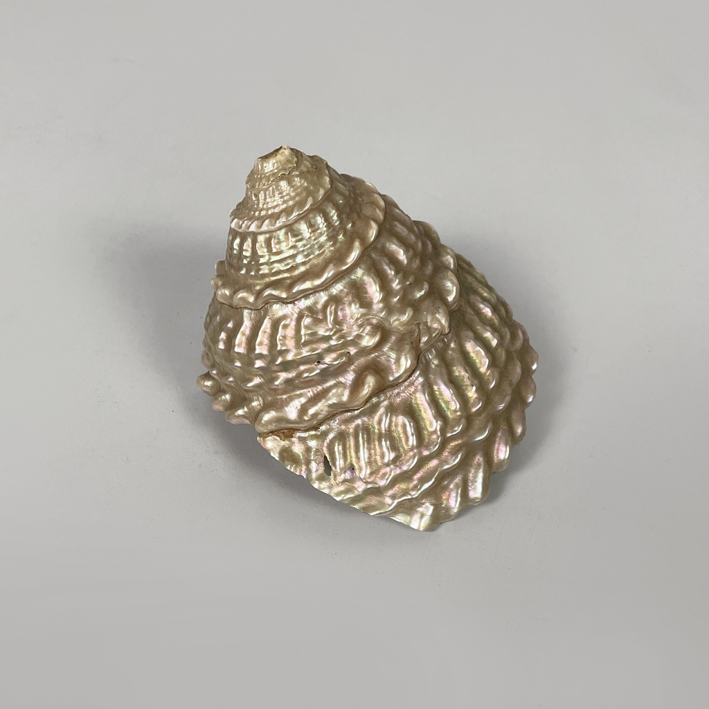 Conchiglie decorative, 1900-1990 ca.