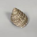 Conchiglie decorative, 1900-1990 ca.