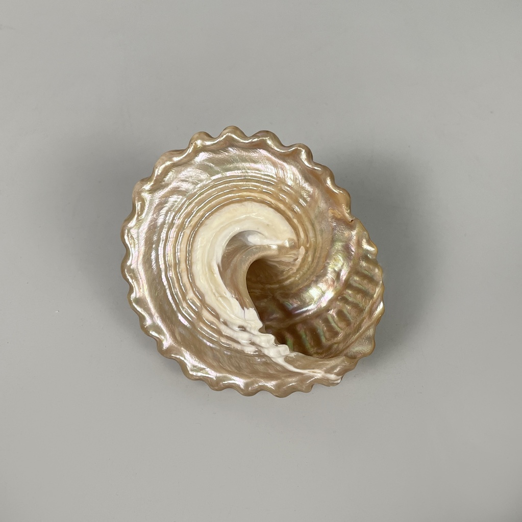 Conchiglie decorative, 1900-1990 ca.