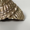 Conchiglie decorative, 1900-1990 ca.