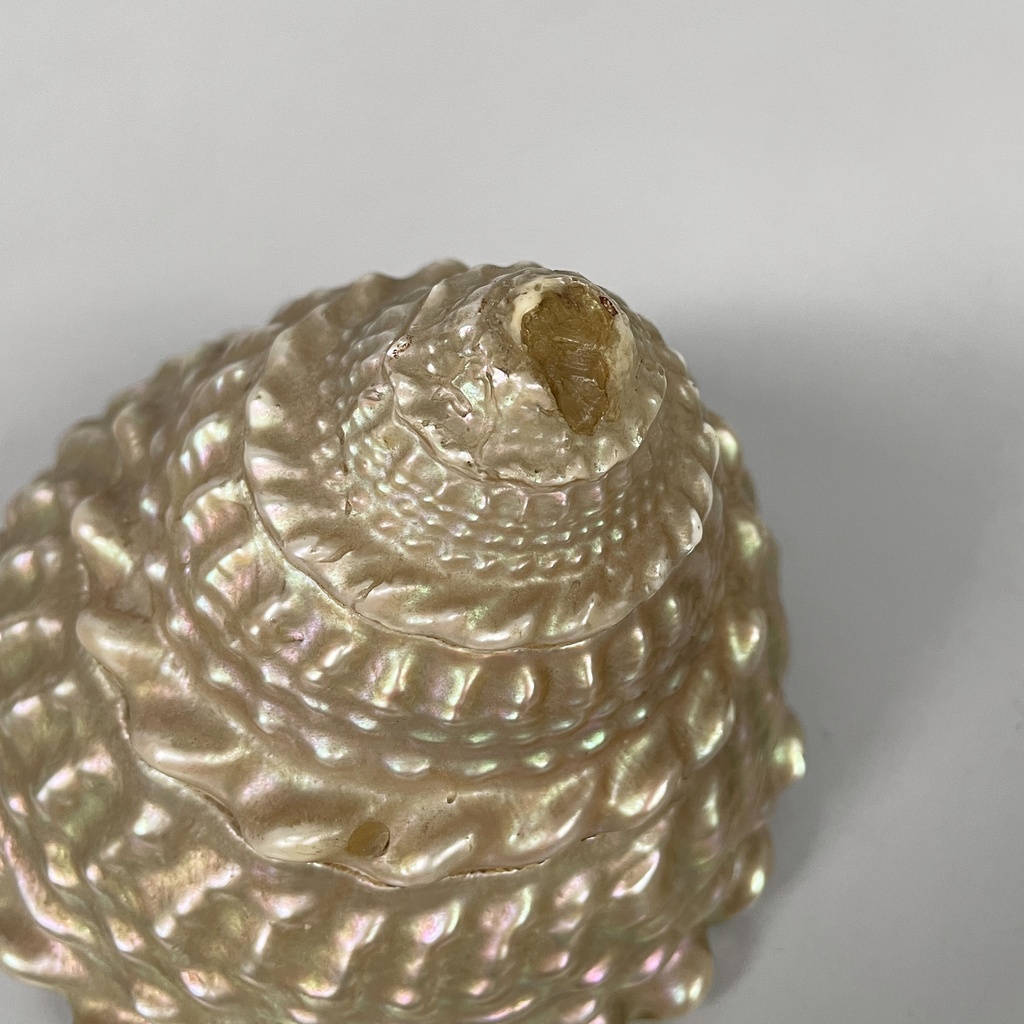 Conchiglie decorative, 1900-1990 ca.