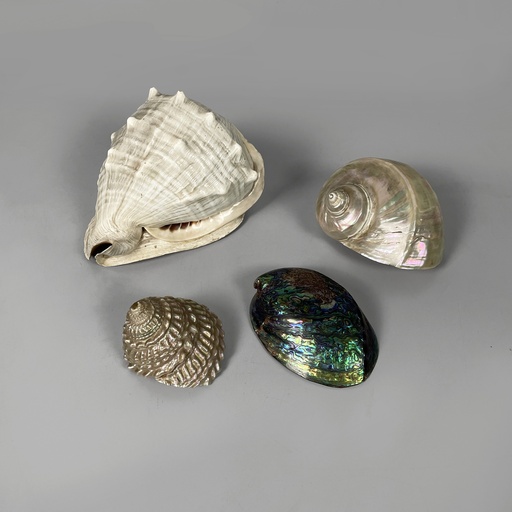 [2520006922] Conchiglie decorative, 1900-1990 ca.
