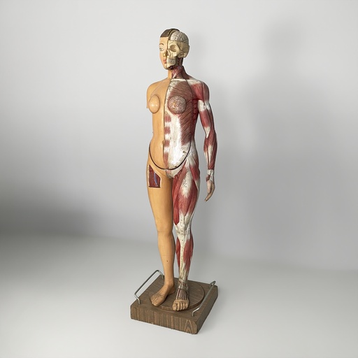 [2520007715] Manichino anatomico, 1960 ca.
